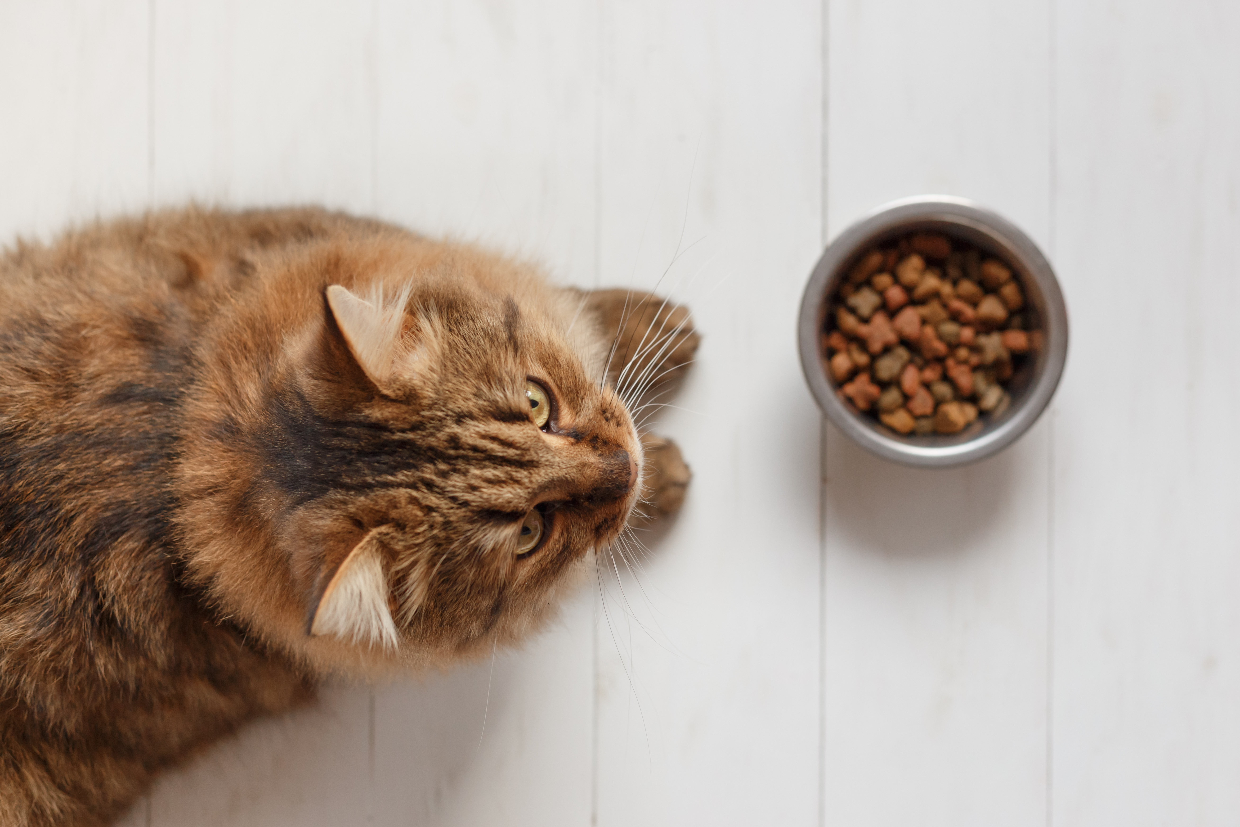 Spoil Your Kitty With These Homemade Recipes Spca West