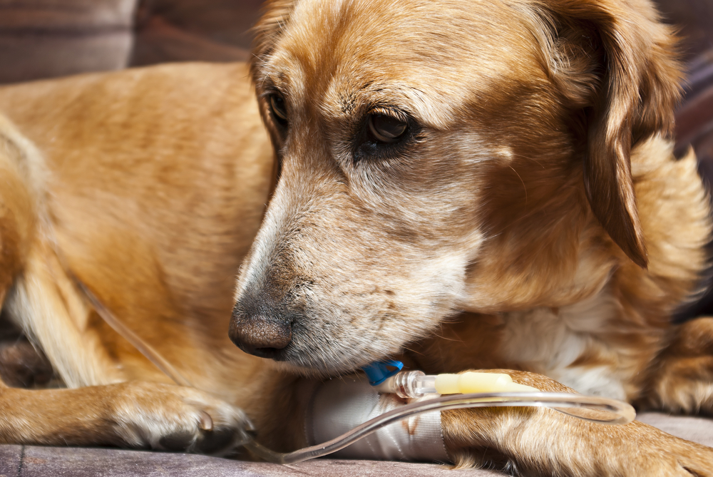 The SPCA Ouest – a True No-Kill Shelter